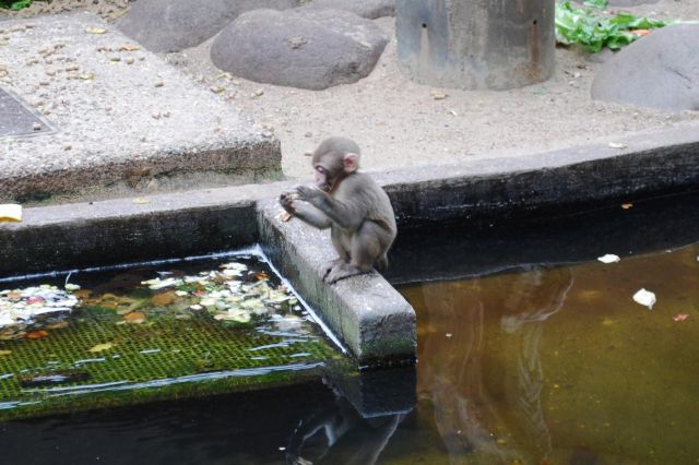 Artis 061.jpg
